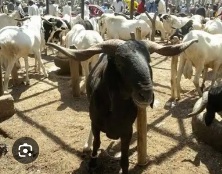 Eid-el-Kabir: Abeokuta residents lament high cost of ram, settle for alternatives 